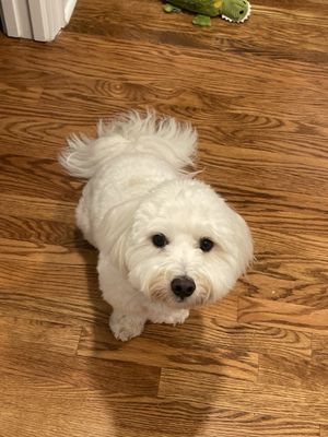 Cody the puppy - Coton de Tulear