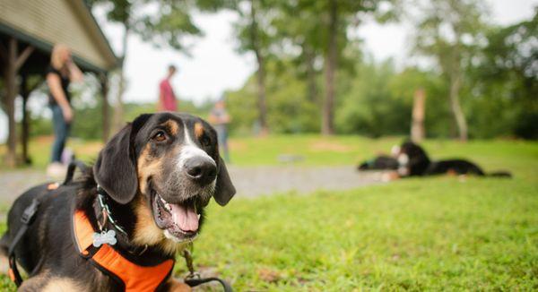 Jethro, the Hound mix, patiently staying during Bootcamp. This 5 day program is great for drills!