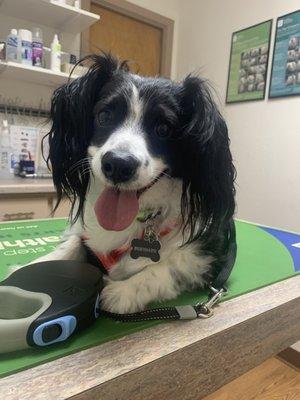 You never see a smile on my dog's face at any other vet!