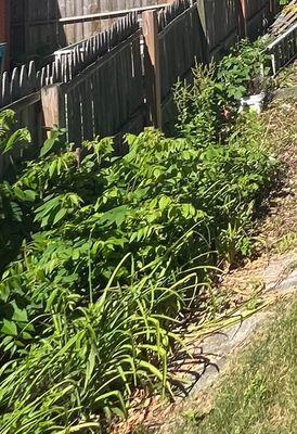 Failure to remove weeds from yard as part of the lawncare