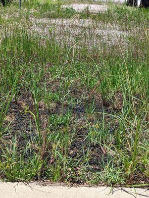 Weeds, water, broken-down oil field equipment.