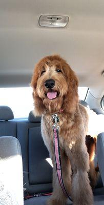 Goldendoodle trim by Britni