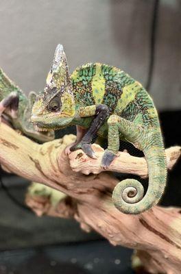 Make Veiled Chameleon