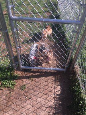 Doggies ready to play