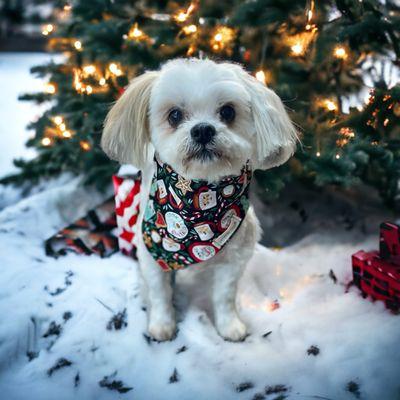 My dog Lola that was groomed at Jo-glen kennels