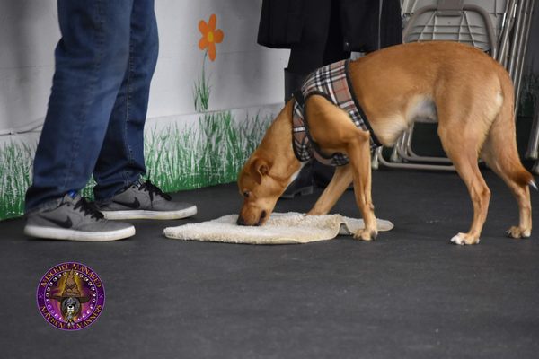 This dog is learning how to settle on a mat in a Manners class.