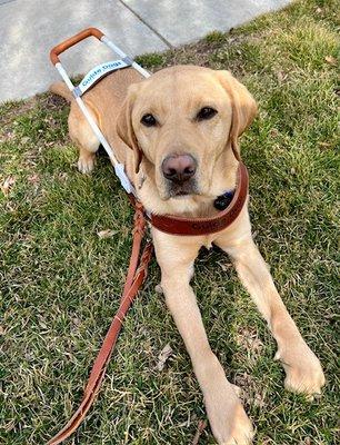 Guide dog, Francisco, waiting to board VRT 160 Eagle OnDemand.