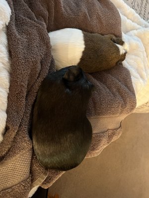 Guinea pigs relaxing