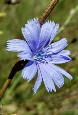 Chicory everywhere.