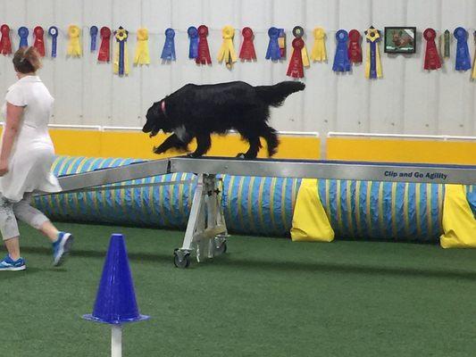 Learning the dogwalk in intro to Agility