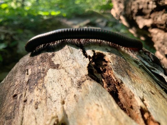 Millipede