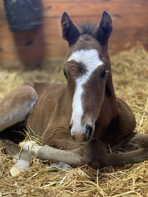 Dr. Tom Seahorn, Equine Medicine Specialist