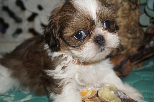 This is Jackson, the photo here. He is eight weeks old now he's almost 16 weeks. I'll post new photos as we go along.