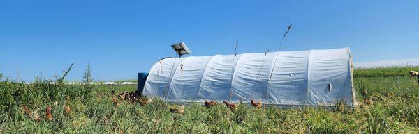 Pasture-Raised Chicken