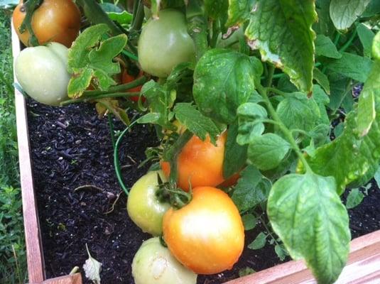 Tomatoes in Naismith Place Gardens