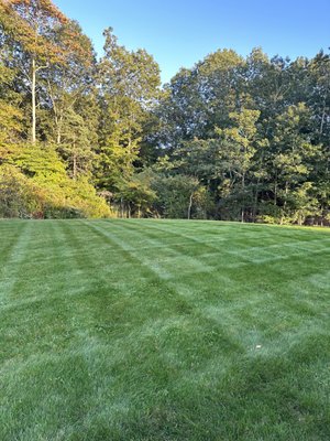 Photo taken on 10/4/23 - so beautiful. All the bare spots have filled in and no more crabgrass that was filling in the bare spots!