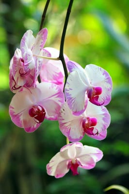 Orchids on the property