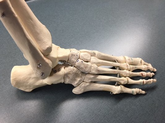 Skeletal foot model