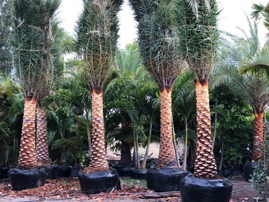 Diamond Cut Sylvester Palms ready to go!