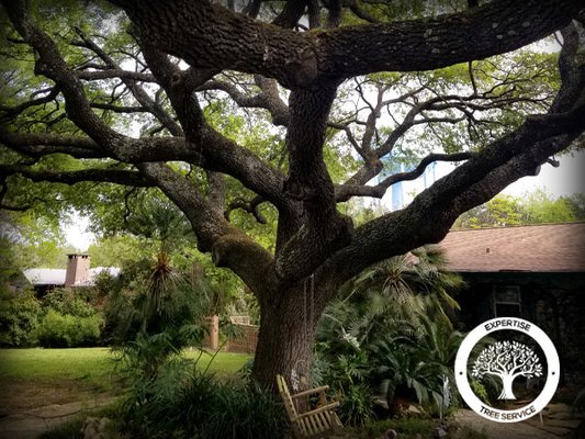 Tree Service Company in San Antonio