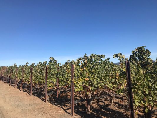 Staglin Family Vineyard