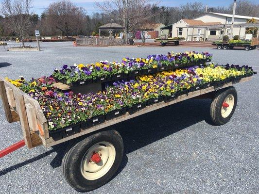 Pansies are in!