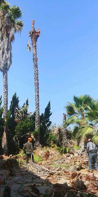 JME Tree Service is a tree service expert that commutes to all parts of San Bernardino and Riverside...