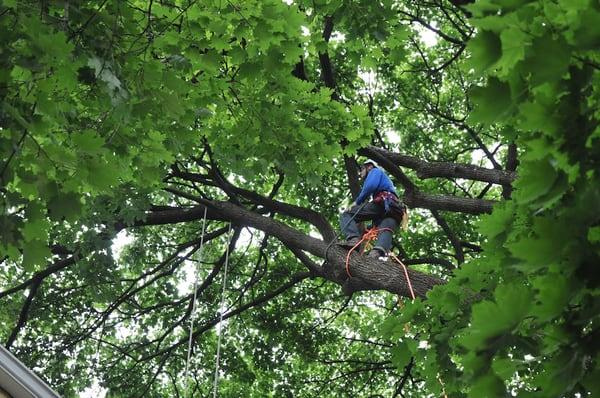 Mark in a VERY large Norway Maple