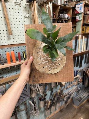 Staghorn Fern Mounting Class