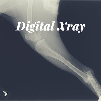 Digital radiology at Walnut Lake Animal Hospital.