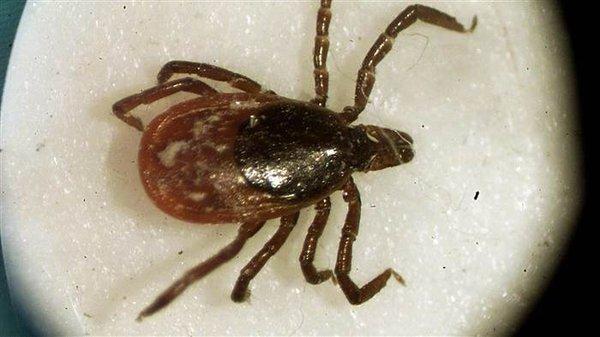 This is a deer tick