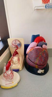 Model of the heart and coronary arteries 6/29/24