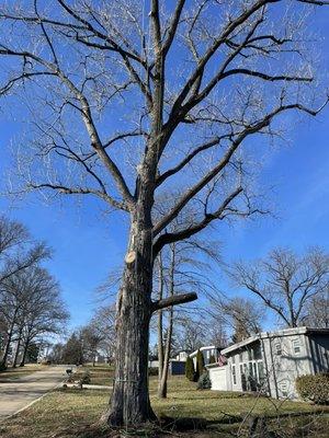 Cotton wood tree we removed