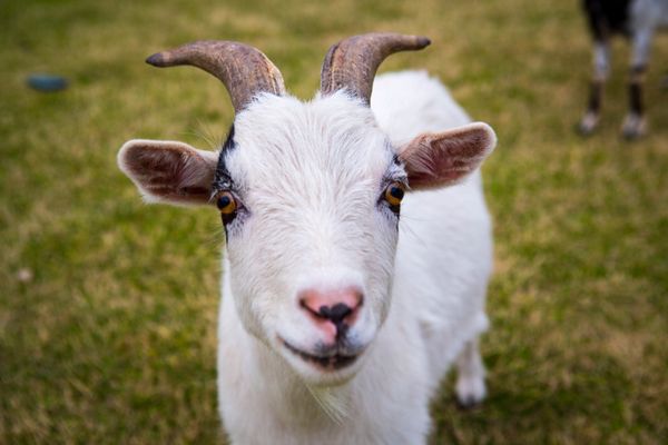 King goat at arizona goat yoga