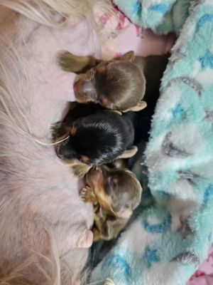 My Puppies was born at Francis Animal Clinic