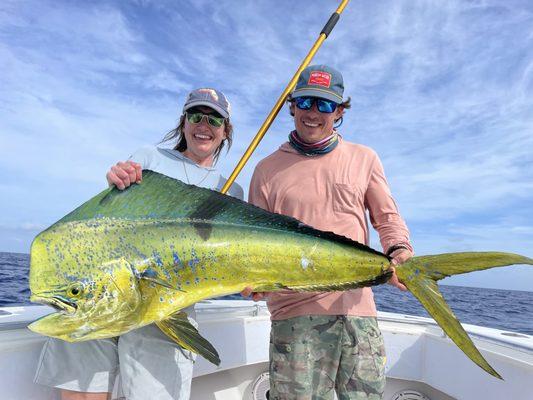 Bigger mahi have a distinct square shaped head giving them the name  bull mahi!