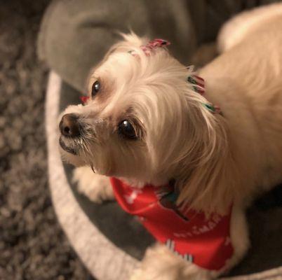 Christmas puppy bows and bandana