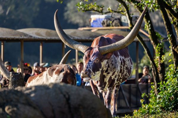 Ankole-Watusi cattle