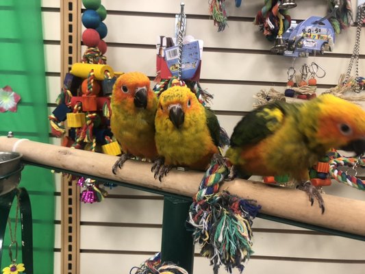 Baby sun conures