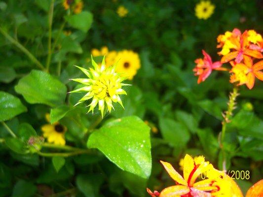 Indian Trails Native Nursery