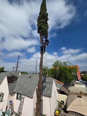 Cypress Removal, due to damage on the house foundation.