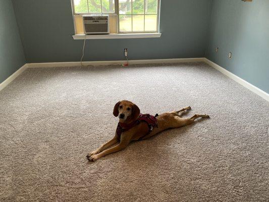 Newly installed carpet and padding- dog approved!