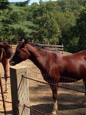 Horses were out on this beautiful day!