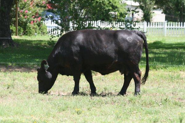 BA Angus and Agriculture sells shares of grass fed/grass finished Aberdeen Angus beef.