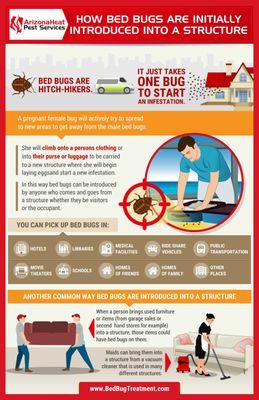 How do you get bed bugs visual explanation.