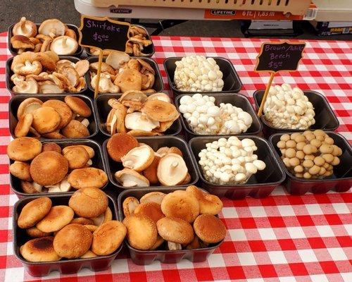 Mountain Meadow Mushrooms