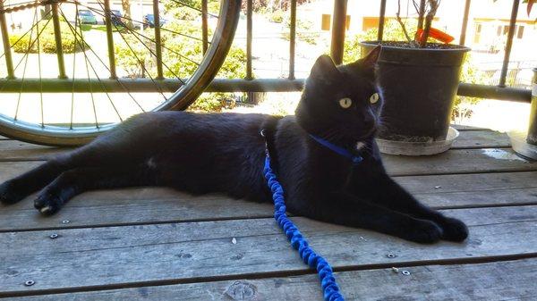 Bug relaxing outside on the patio.