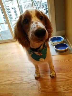 Freshly Groomed Welsh Springer Spaniel