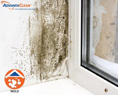 We strictly adhere to ANSI/IICRC protocols/best engineering practices for mold remediation.