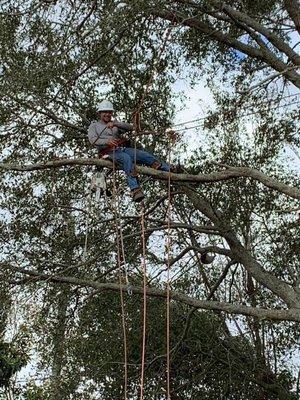 Tree climbing